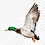 dpduck