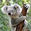 koalakools